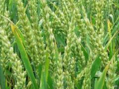 鱼台县雨辰谷物种植专业合作社 优质谷物销售与服务